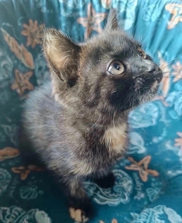 Найдена собака в Красноярске — фото объявления