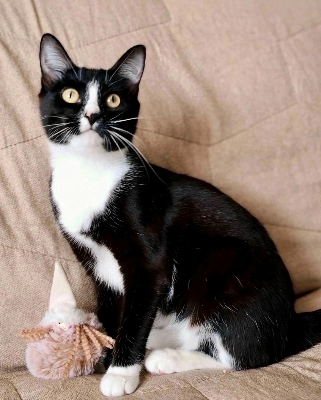 Найдена собака в Красноярске — фото объявления