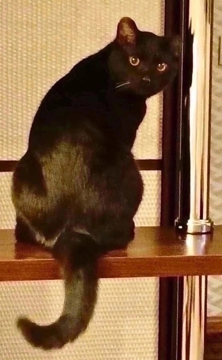 Найдена собака в Красноярске — фото объявления