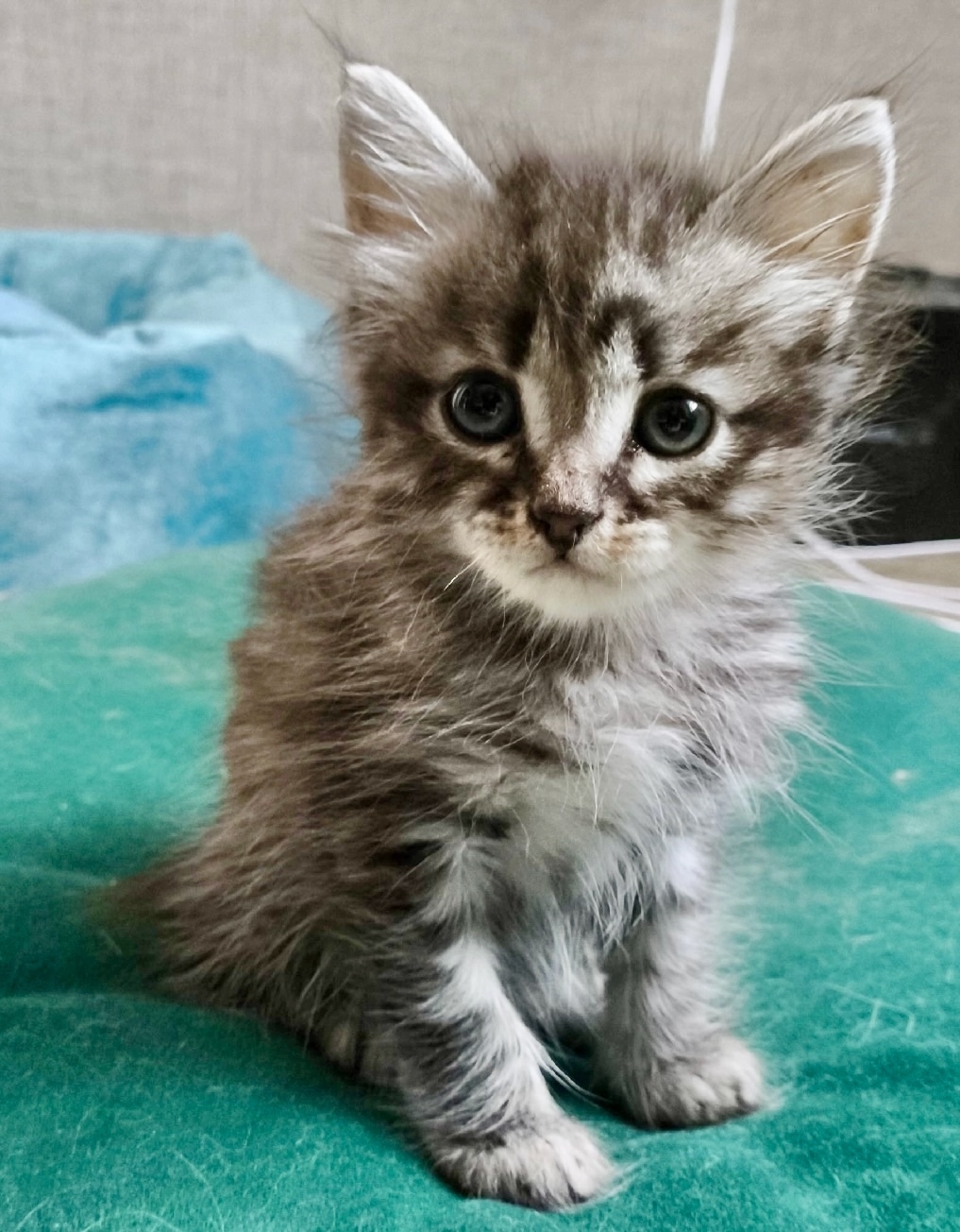 Найдена собака в Красноярске — фото объявления