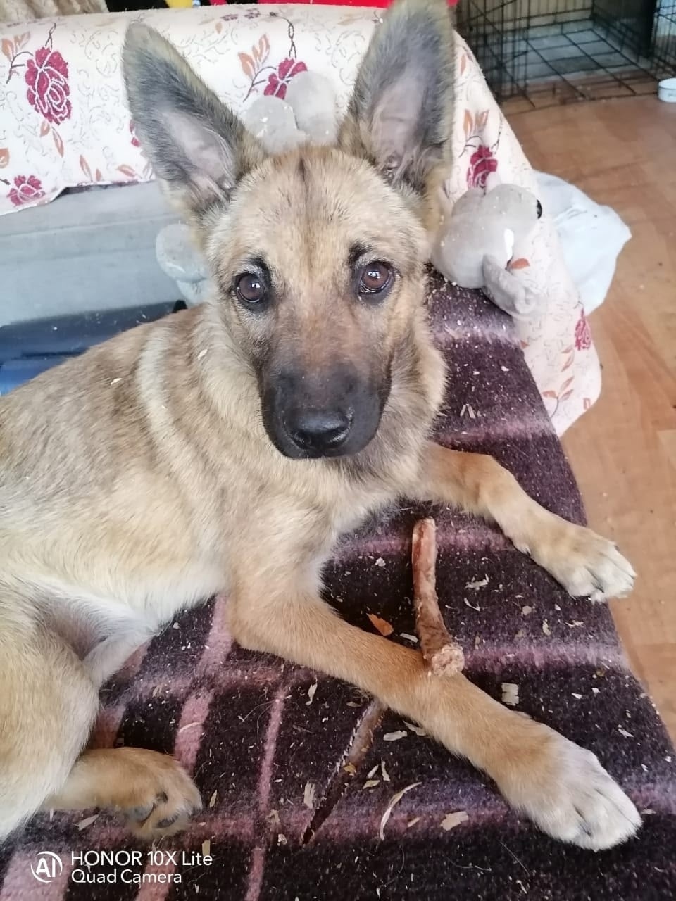 Найдена собака в Красноярске — фото объявления