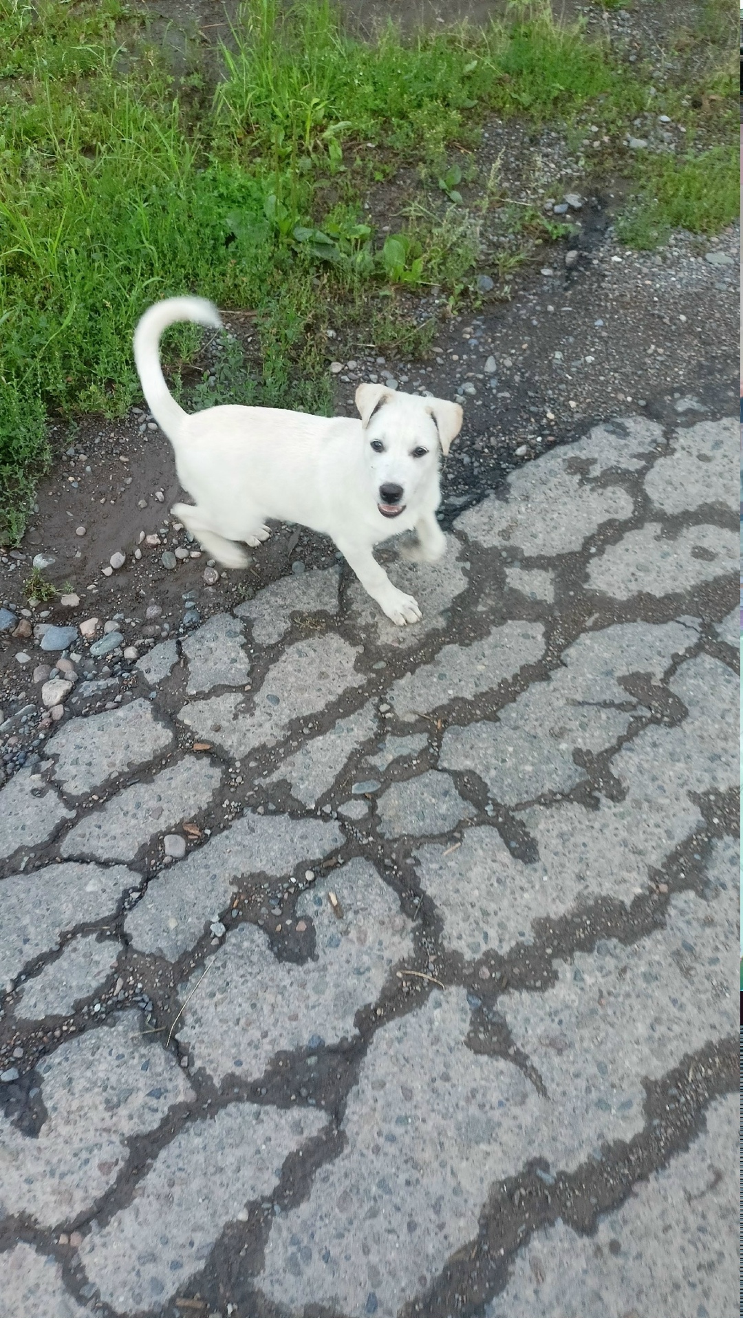 Найдена собака в Красноярске — фото объявления