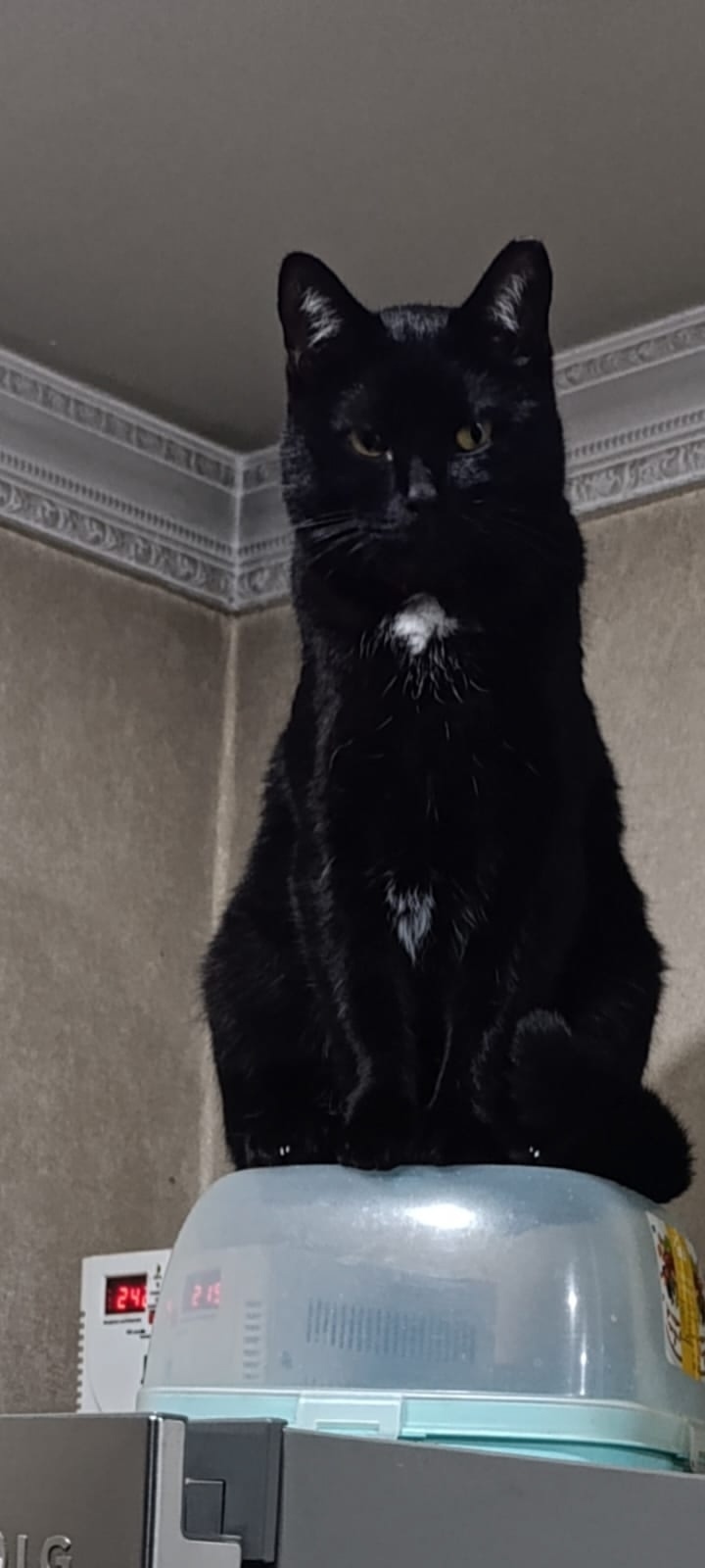 Найдена собака в Красноярске — фото объявления