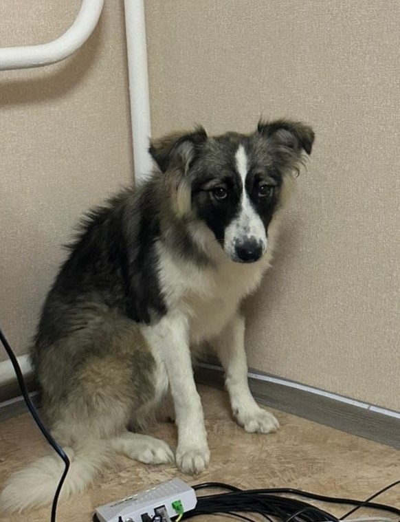 Найдена собака в Красноярске — фото объявления