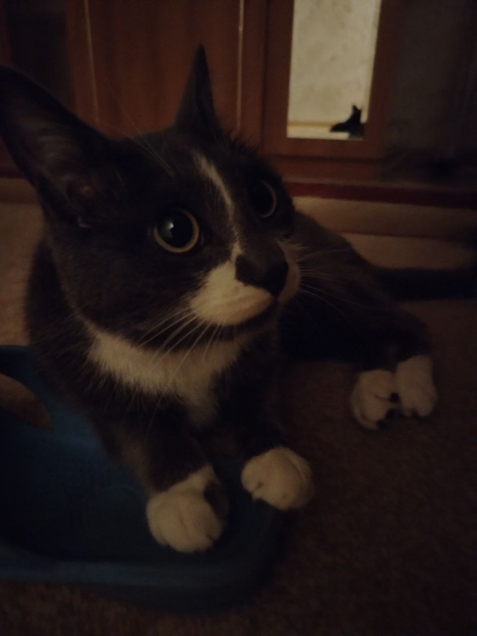 Найдена собака в Красноярске — фото объявления