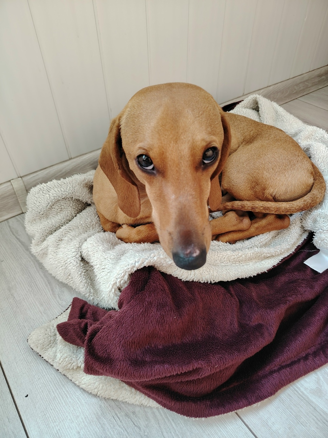 Найдена собака в Красноярске — фото объявления