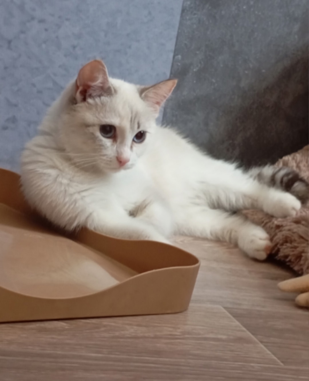 Найдена собака в Красноярске — фото объявления