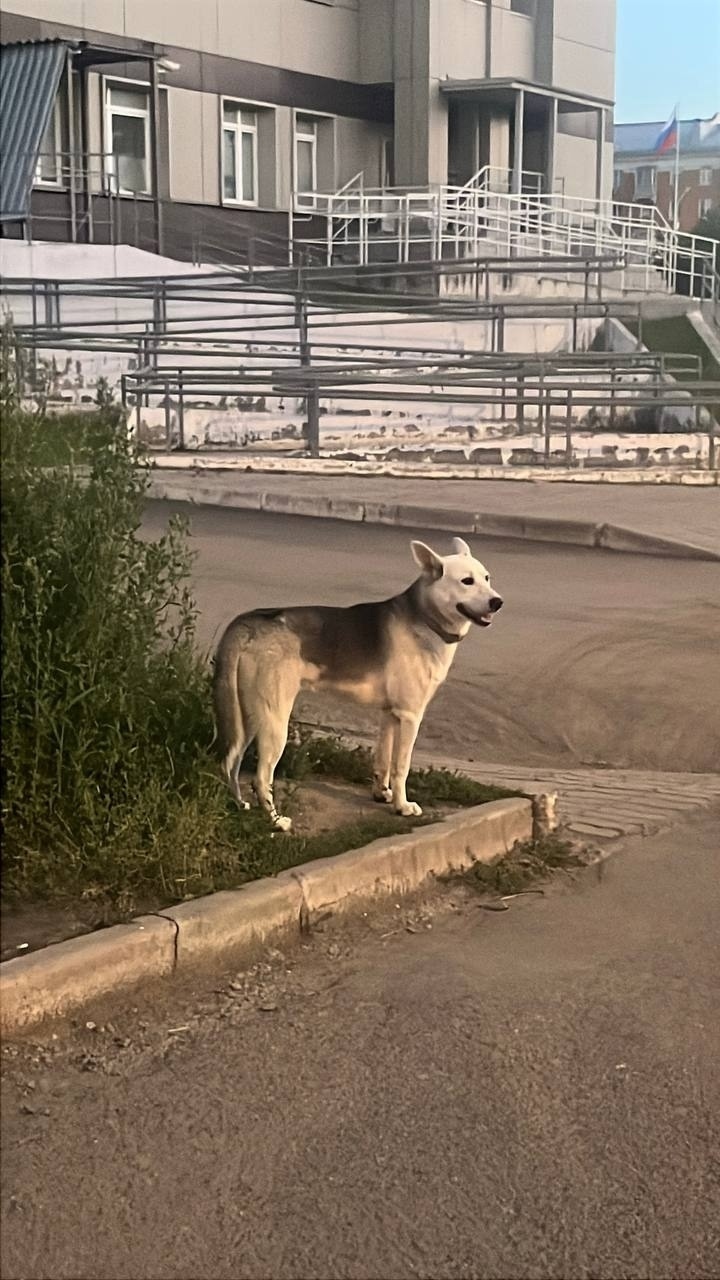 Найдена собака в Красноярске — фото объявления