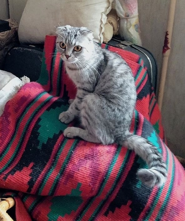 Найдена собака в Красноярске — фото объявления