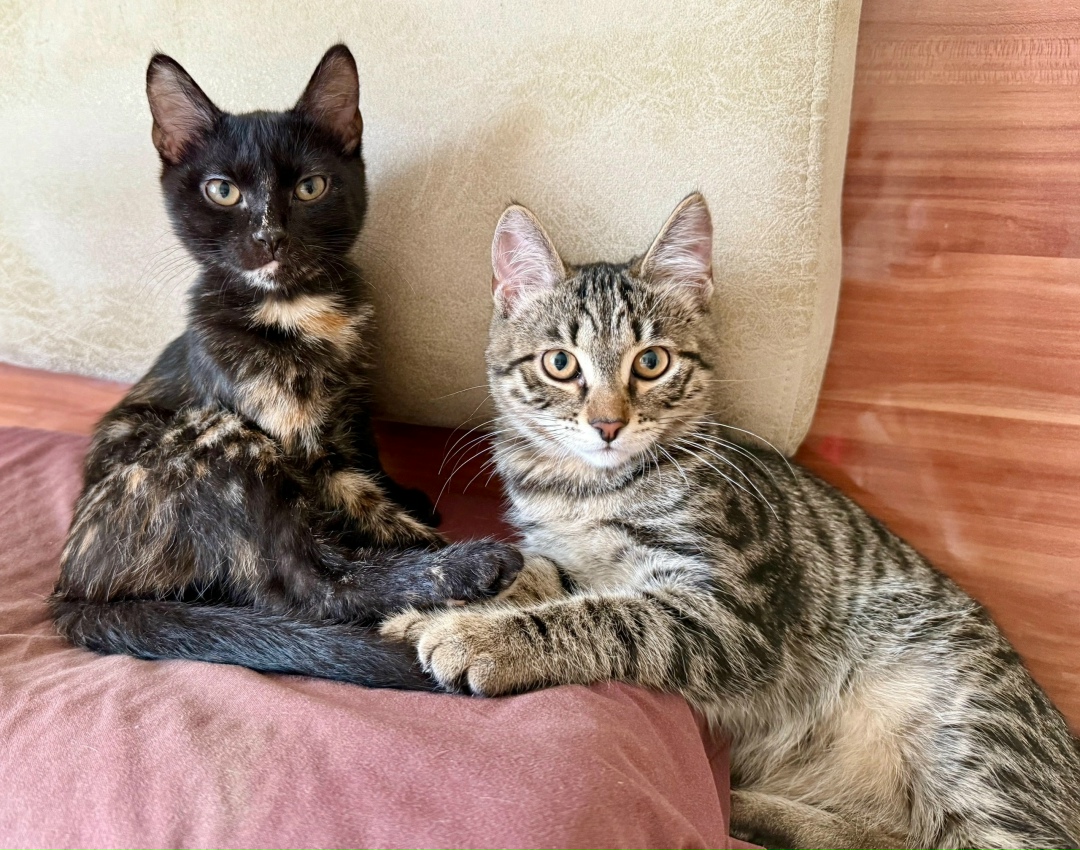 Найдена собака в Красноярске — фото объявления