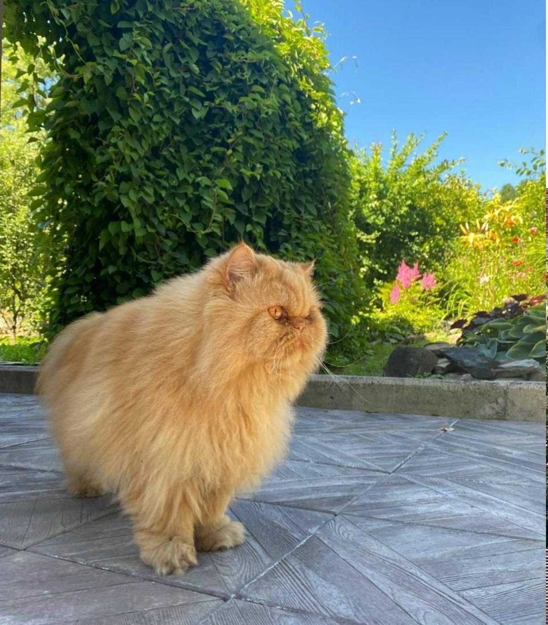 Пропала кошка в Красноярске — фото объявления