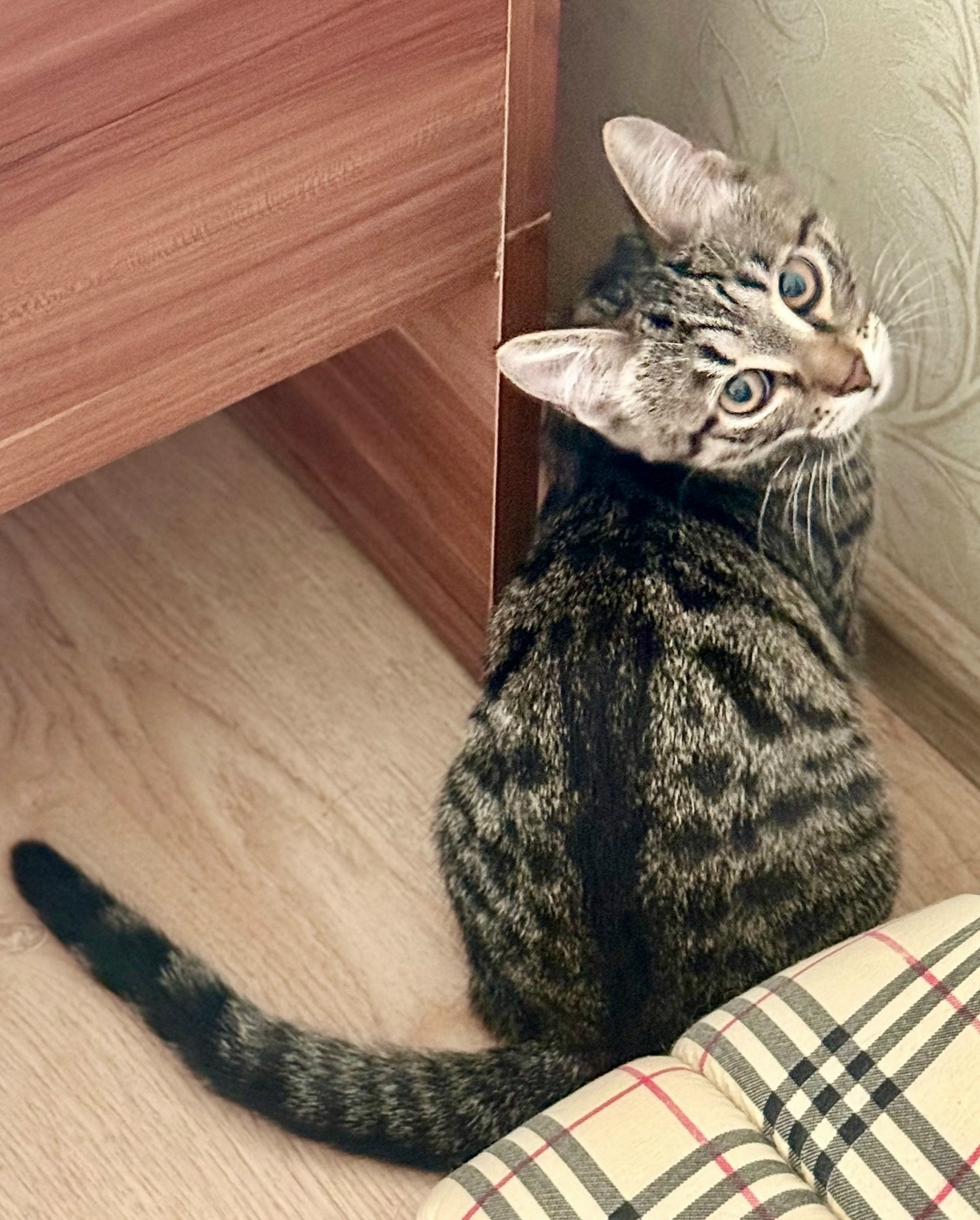 Найдена собака в Красноярске — фото объявления