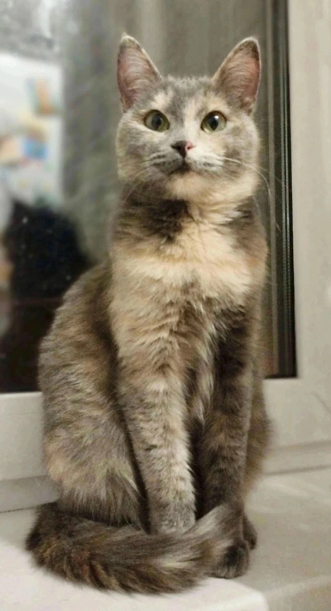 Найдена собака в Красноярске — фото объявления