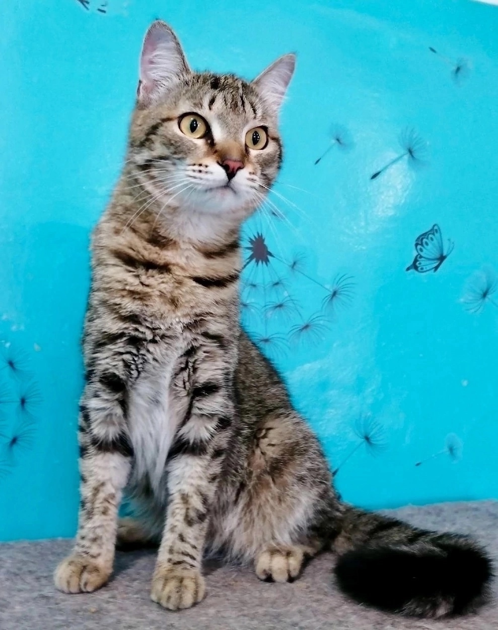 Найдена собака в Красноярске — фото объявления