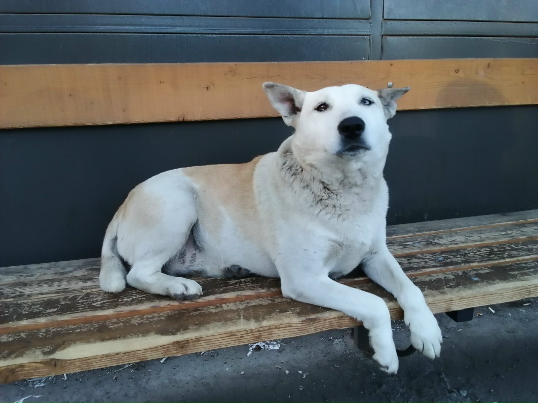 Найдена собака в Красноярске — фото объявления