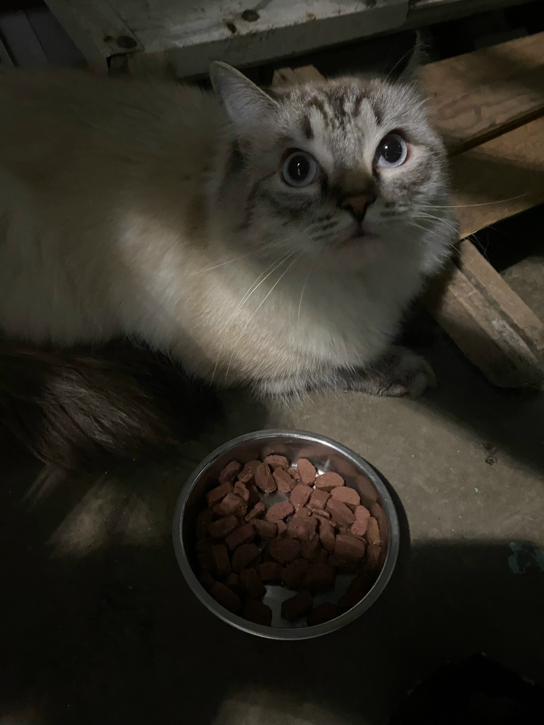 Найдена собака в Красноярске — фото объявления