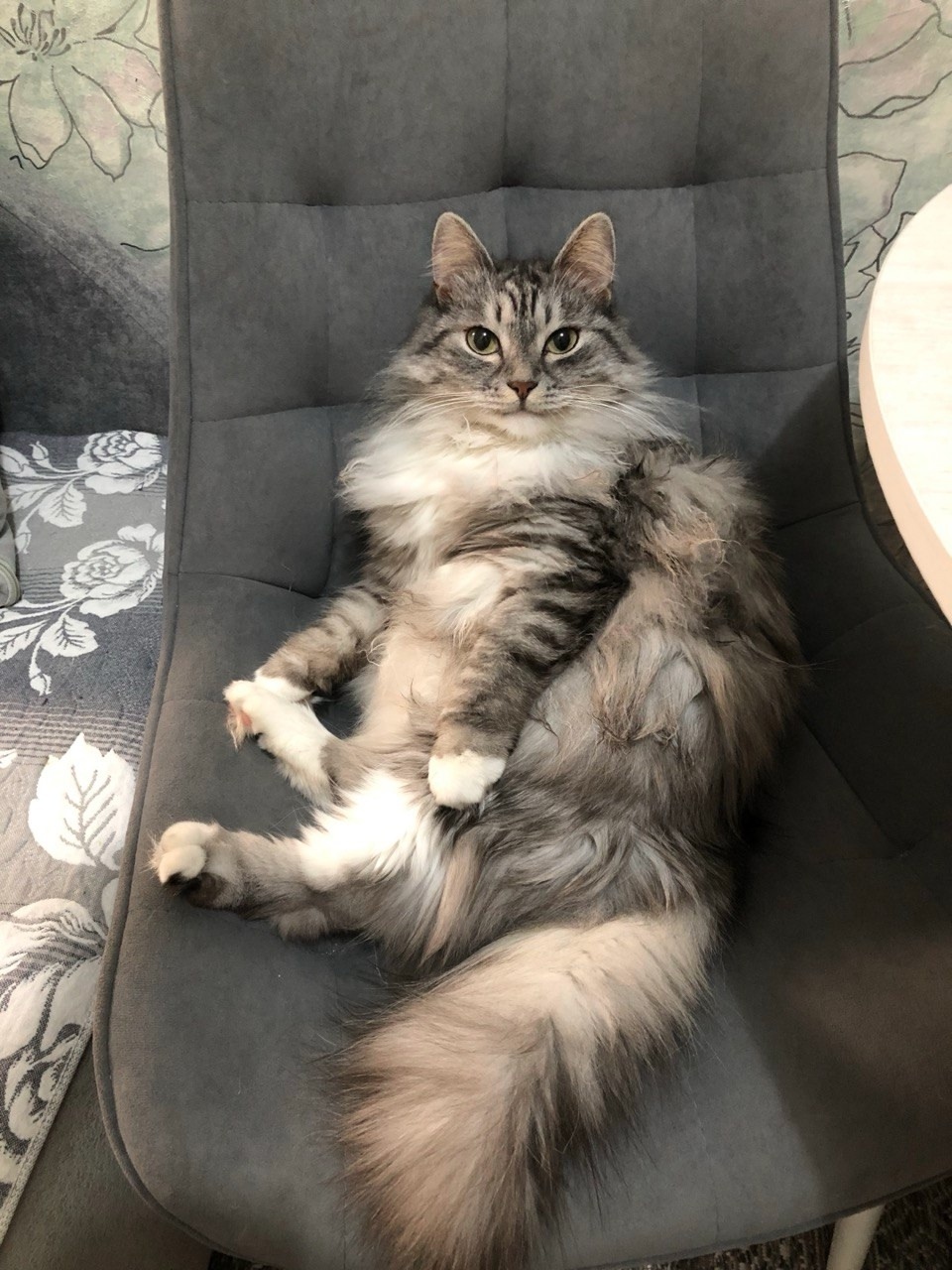 Найдена собака в Красноярске — фото объявления