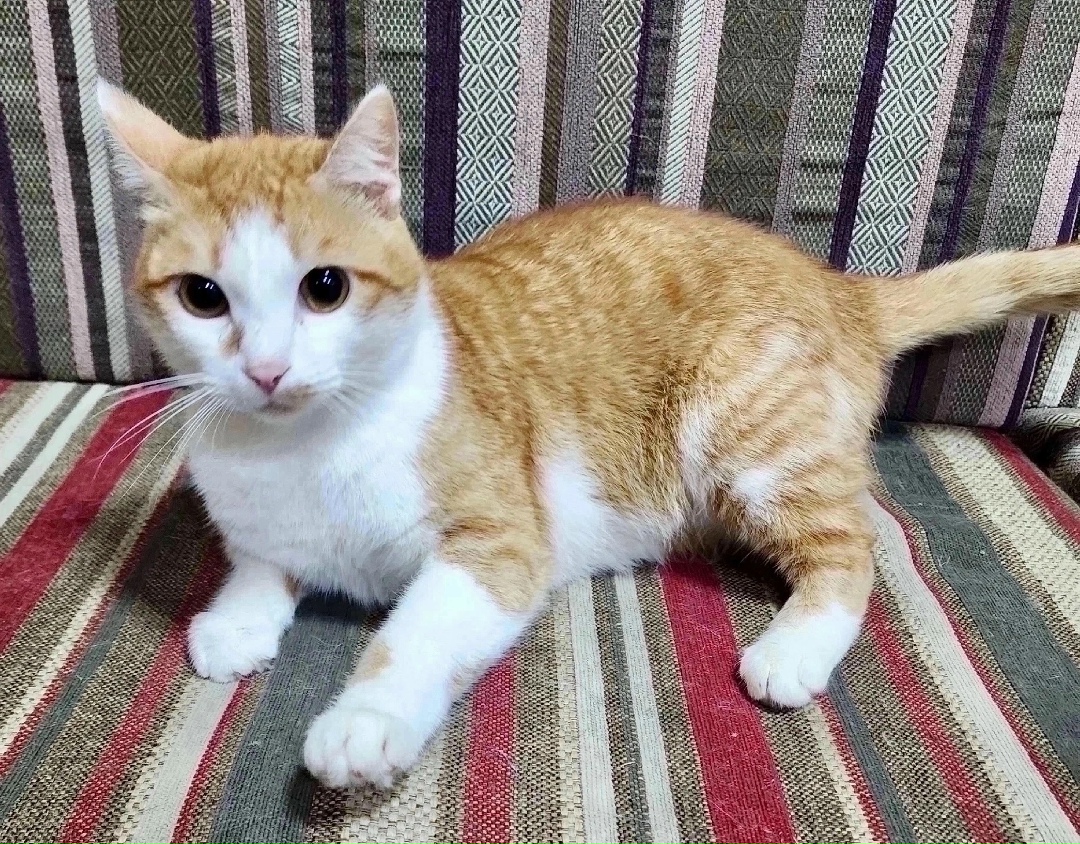 Найдена собака в Красноярске — фото объявления