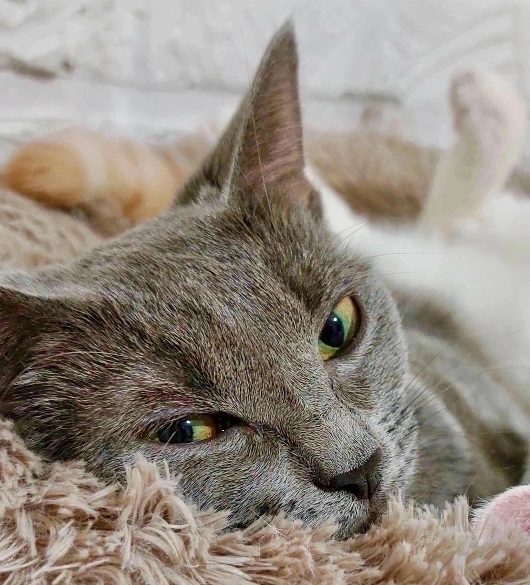 Найдена собака в Красноярске — фото объявления