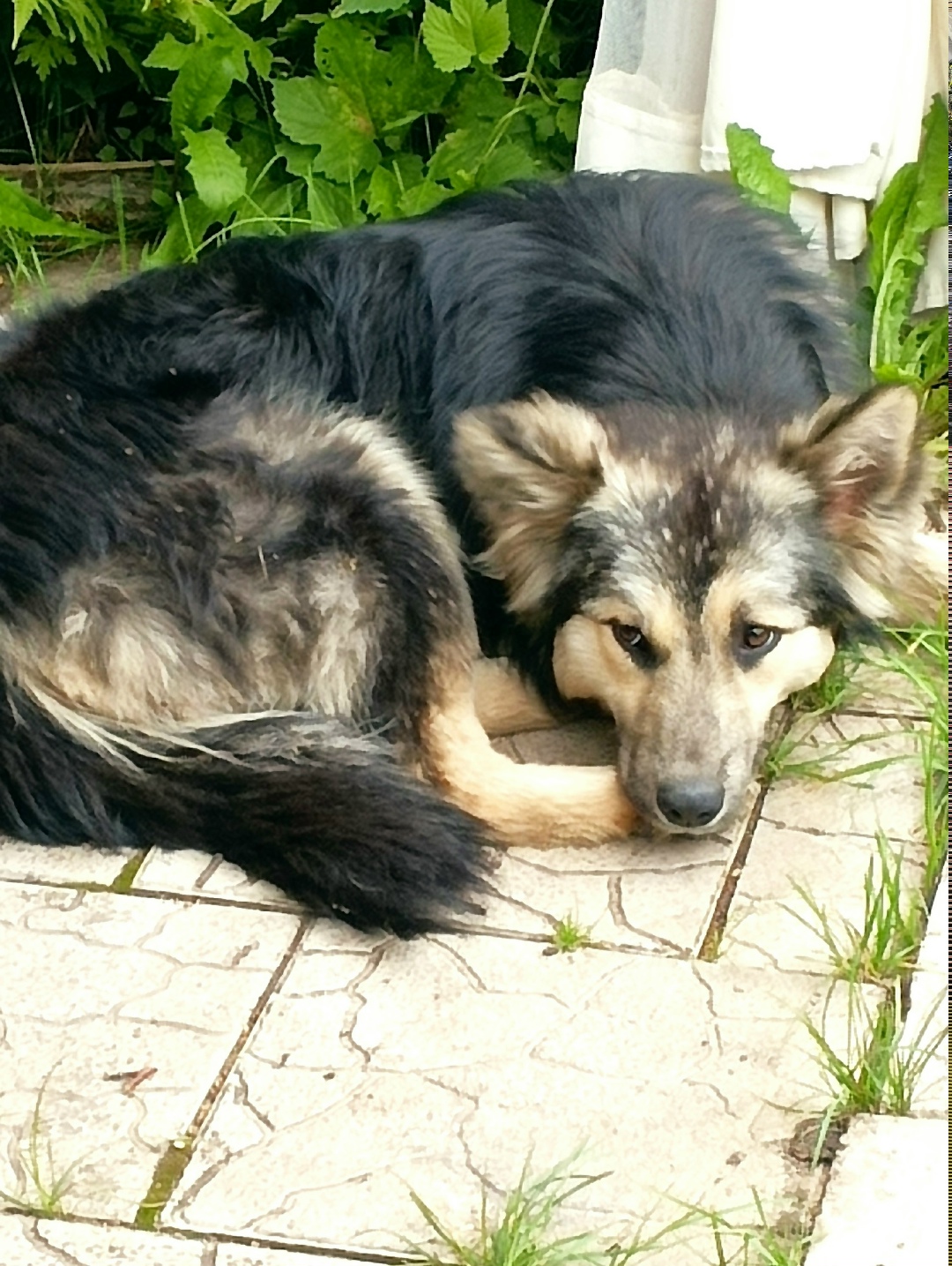 Найдена собака в Красноярске — фото объявления