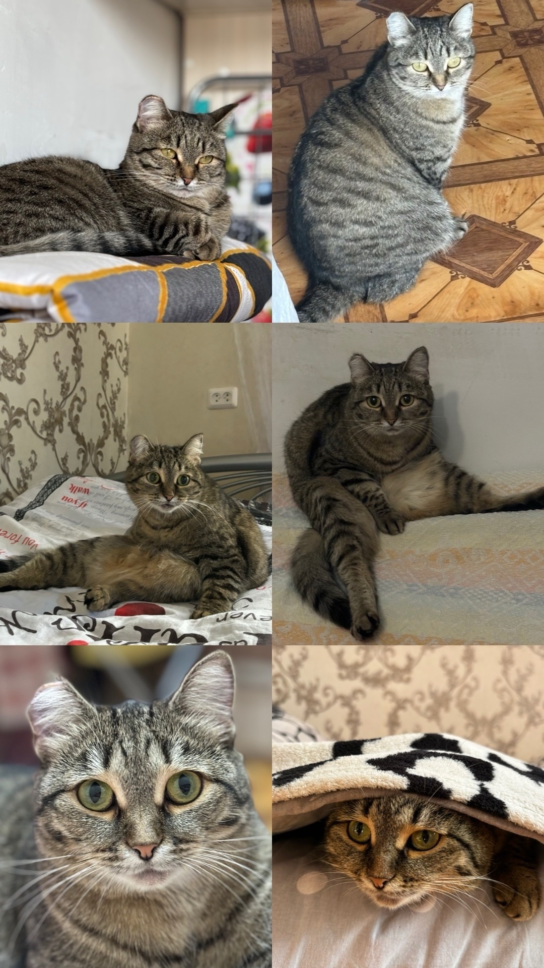 Пропала собака в Красноярске — фото объявления