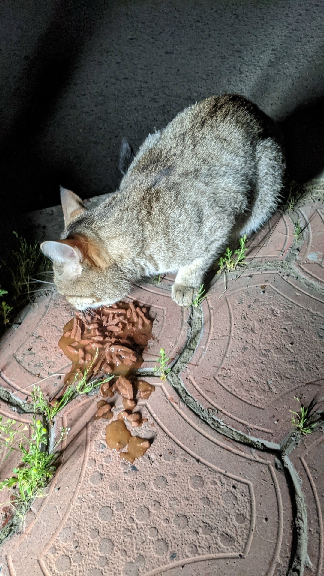 Найдена собака в Красноярске — фото объявления