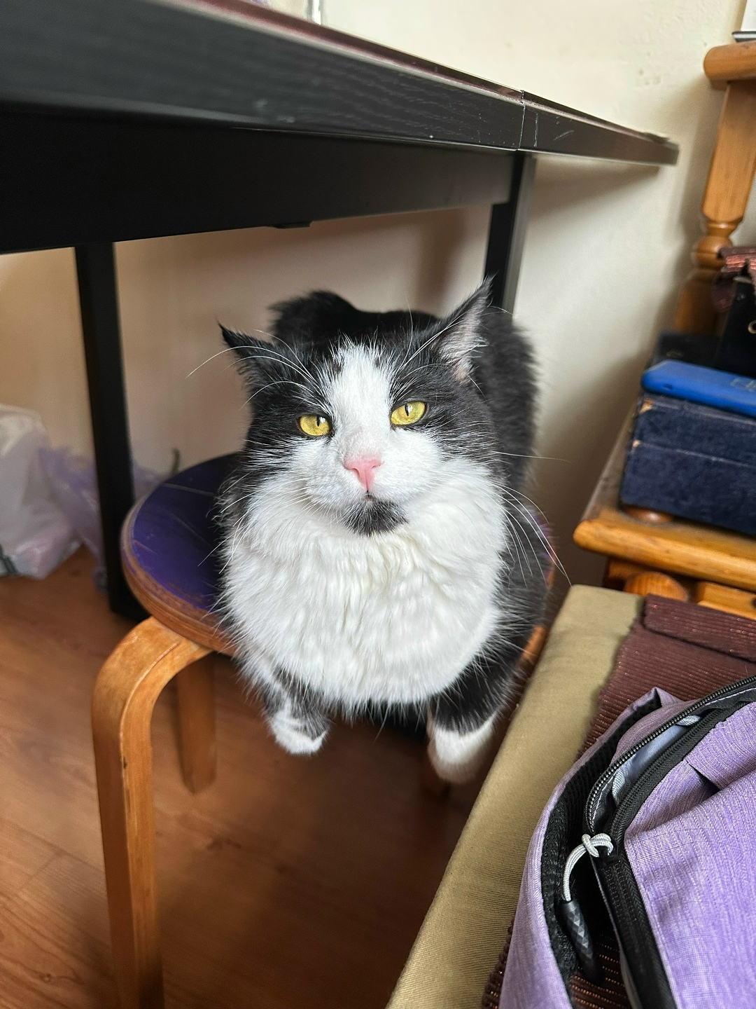 Пропала кошка в Москве — фото объявления