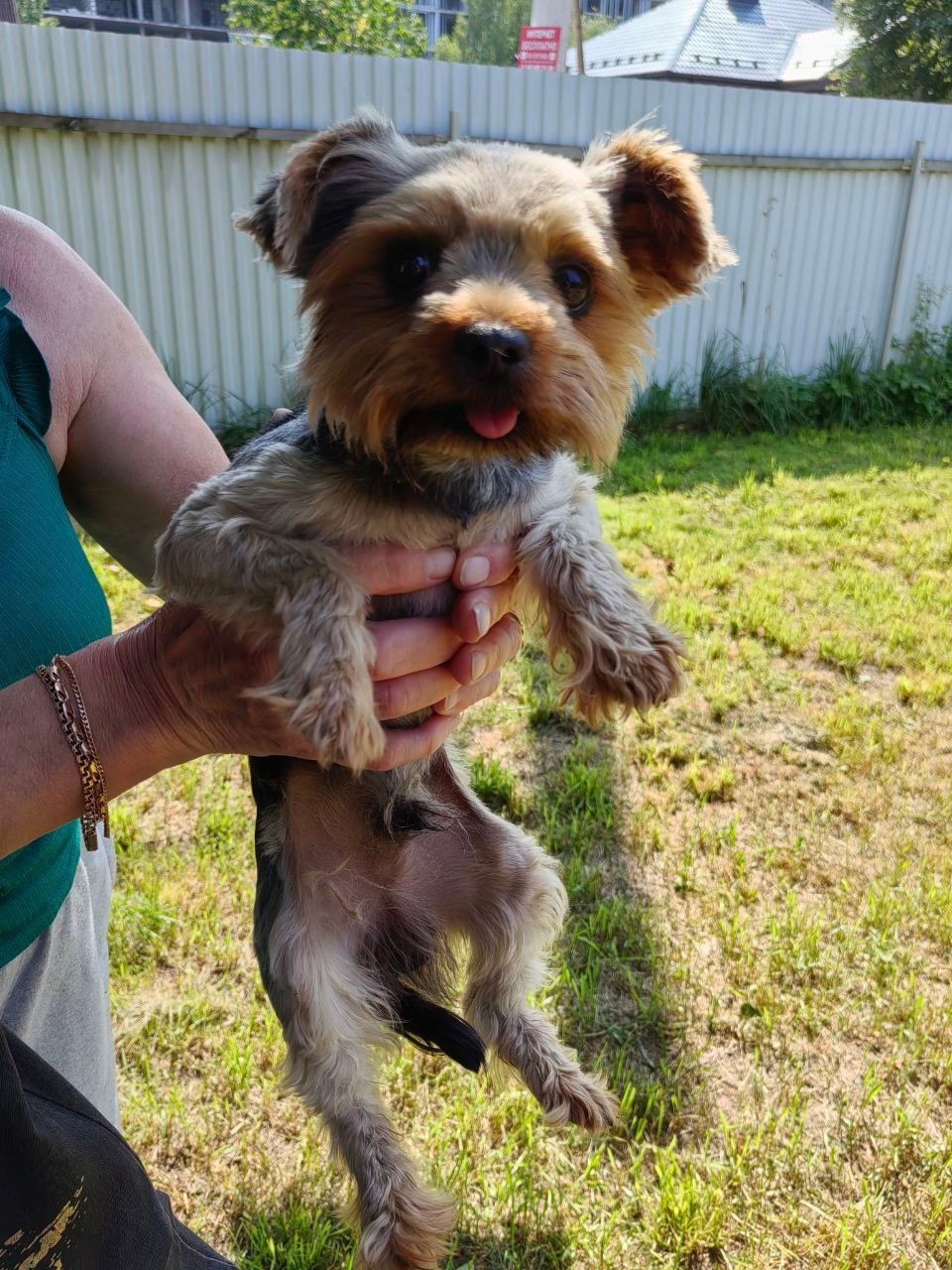 Найдена собака в Москве — фото объявления