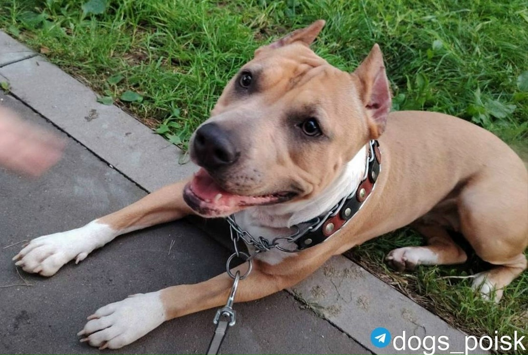 Пропала собака в Москве — фото объявления