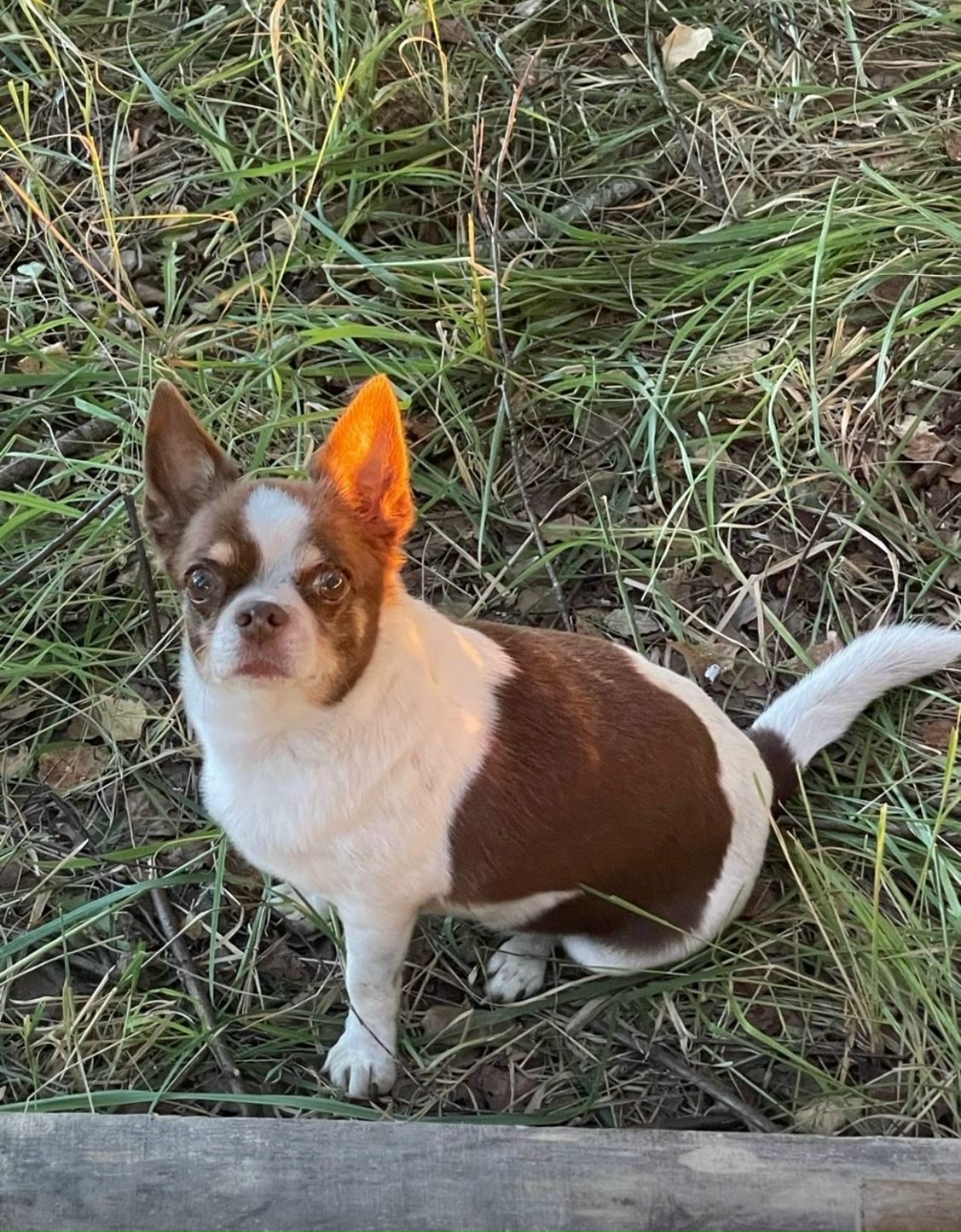 Пропала собака в Москве — фото объявления