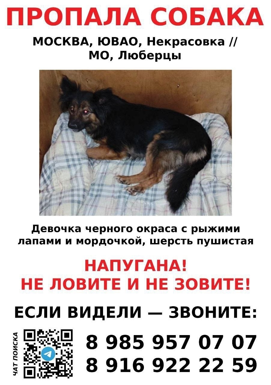 Пропала собака в Москве — фото объявления