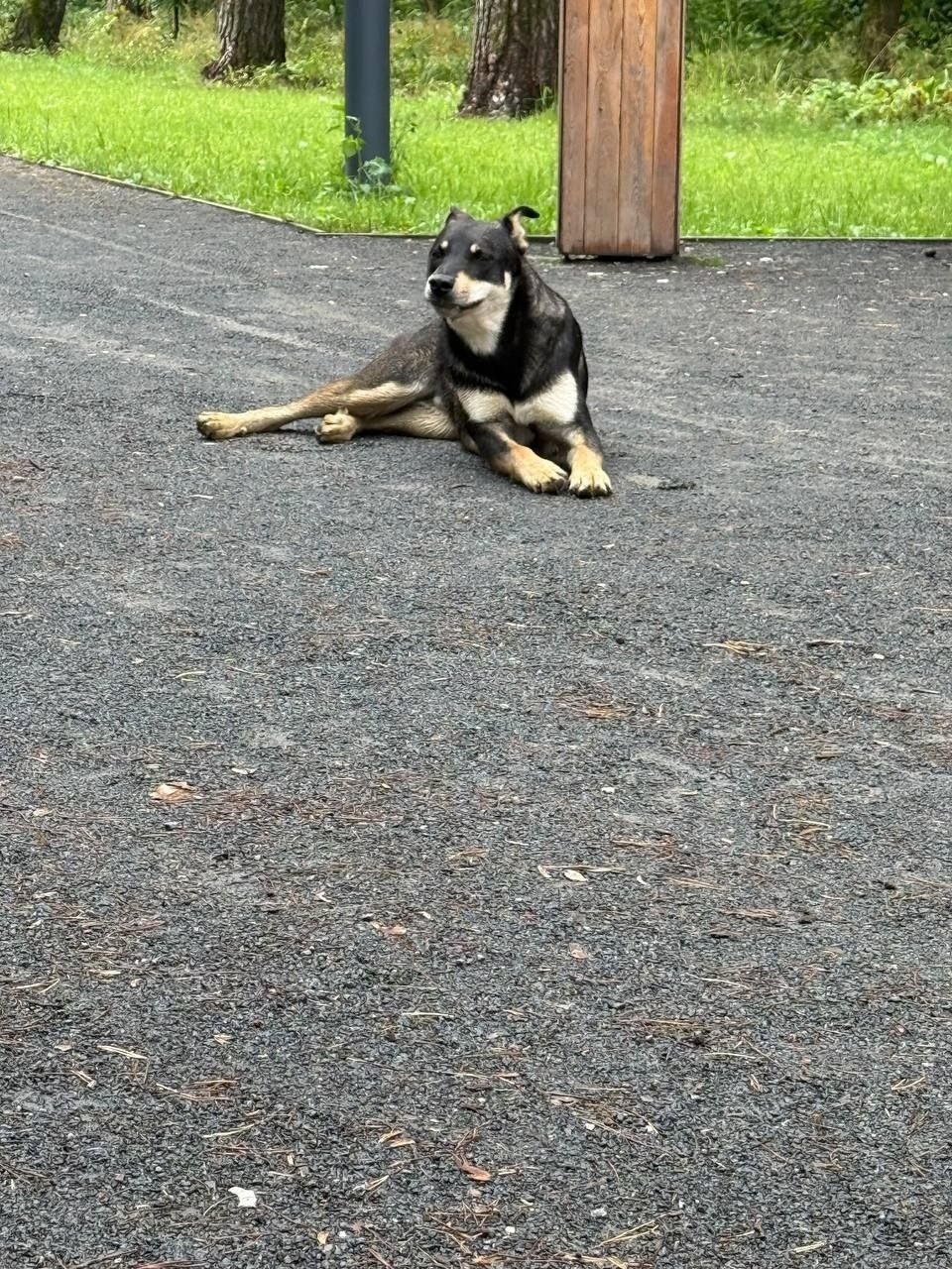 Пропала собака в Москве — фото объявления