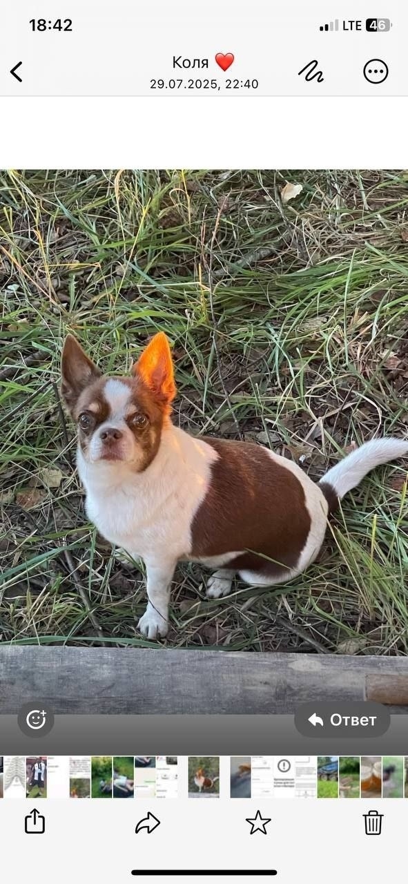 Пропала собака в Москве — фото объявления