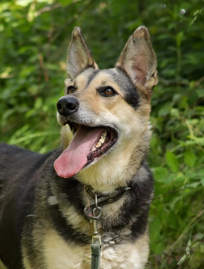 Найдена собака в Москве — фото объявления