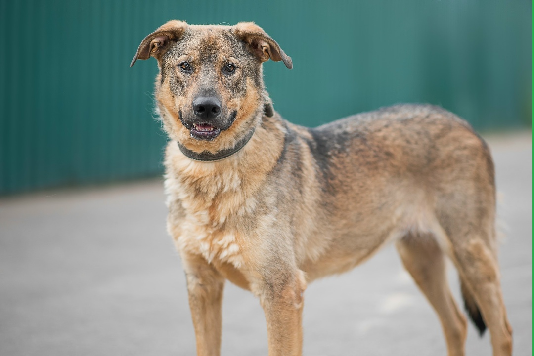 Пропала собака в Москве — фото объявления