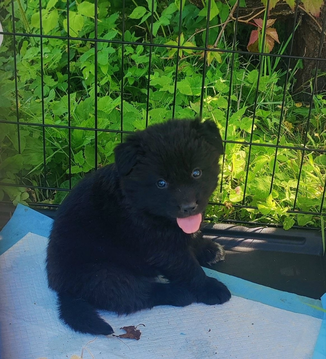 Найдена собака в Москве — фото объявления