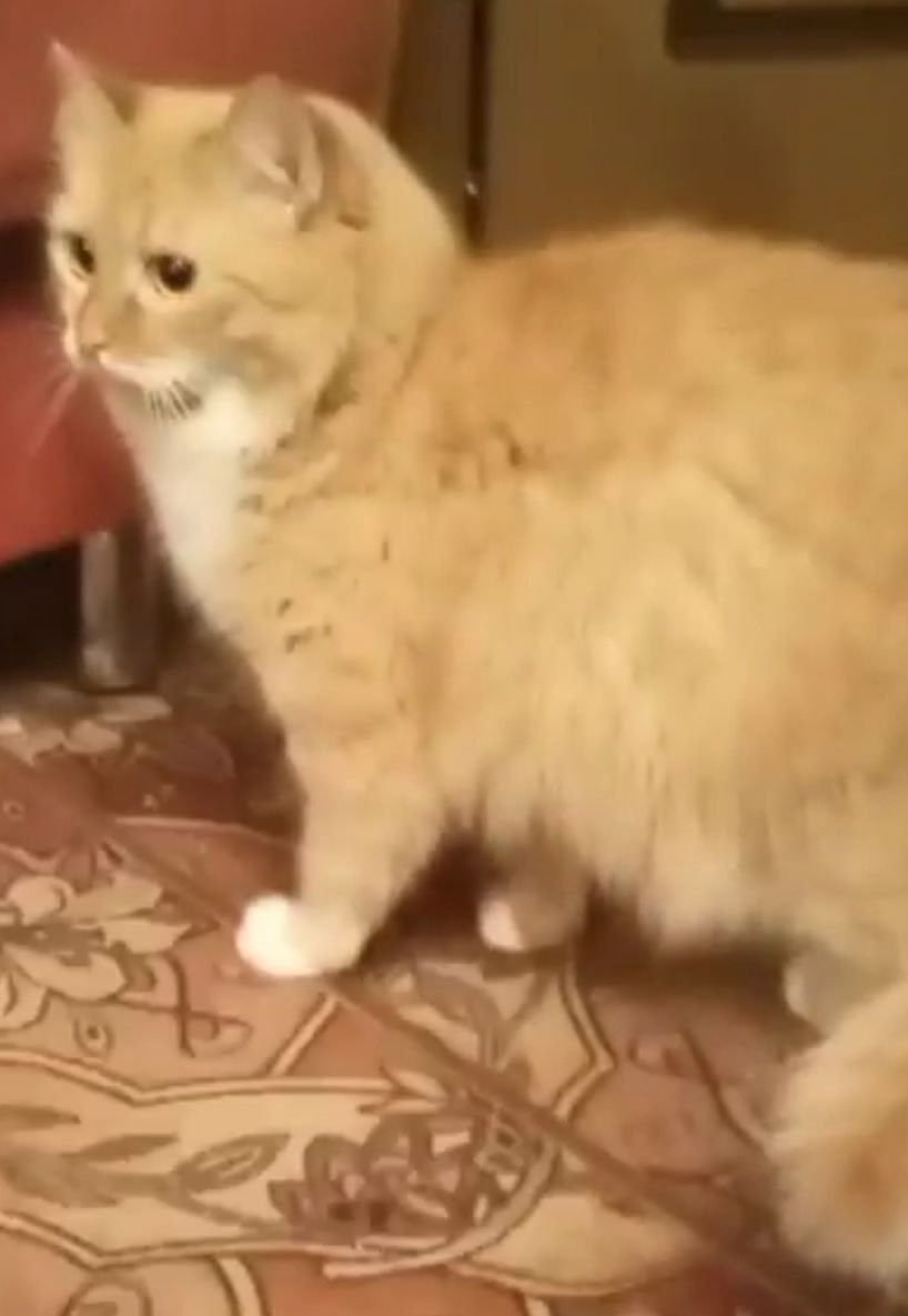 Пропала кошка в Москве — фото объявления