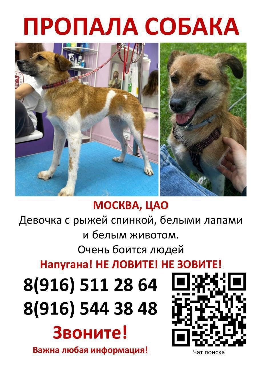 Пропала собака в Москве — фото объявления