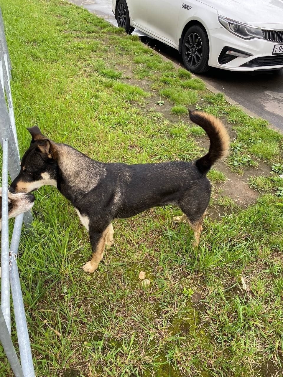 Пропала собака в Москве — фото объявления