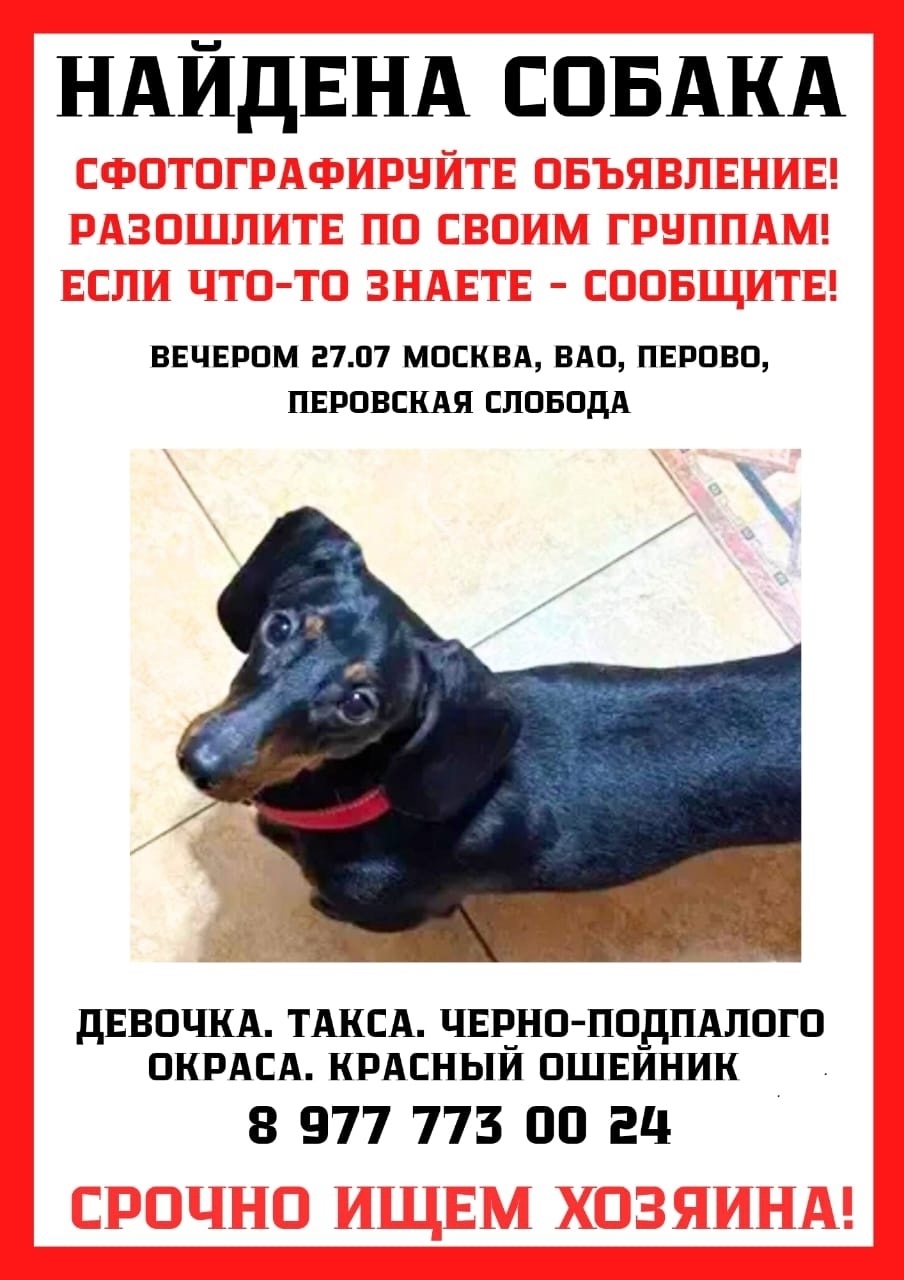 Найдена собака в Москве — фото объявления