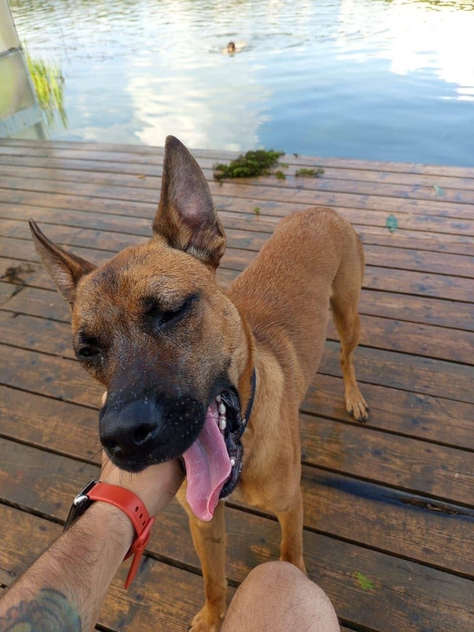 Найдена собака в Москве — фото объявления