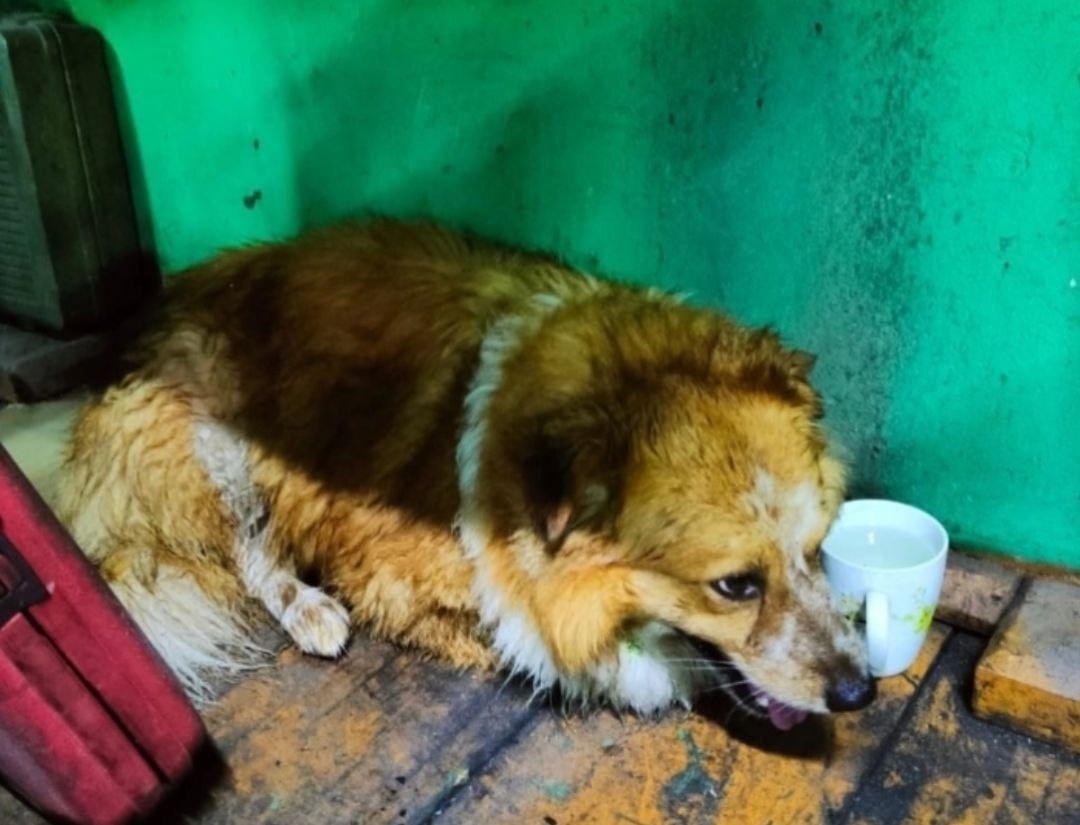 Найдена собака в Москве — фото объявления