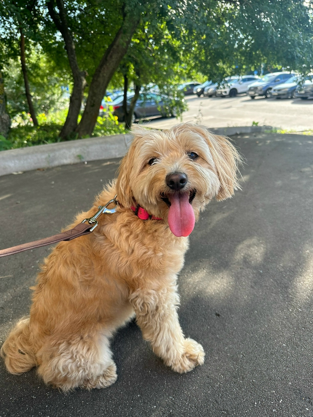 Найдена собака в Москве — фото объявления