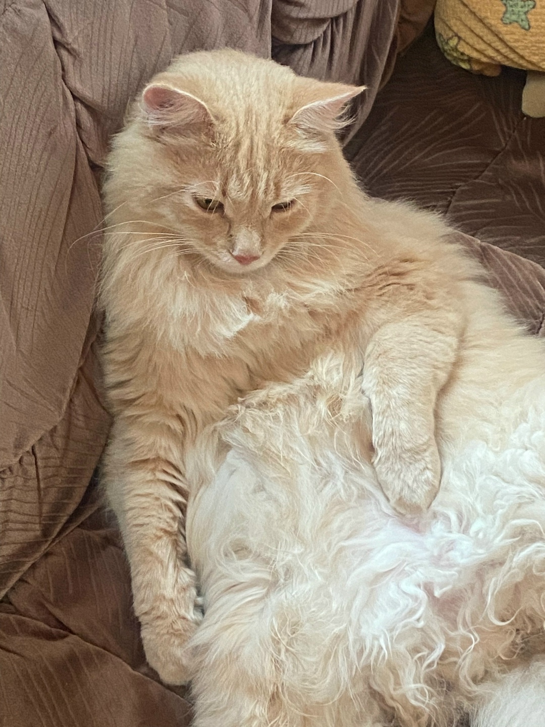 Пропала кошка в Москве — фото объявления