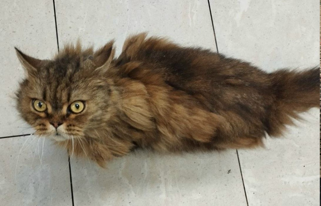 Найдена кошка в Москве — фото объявления