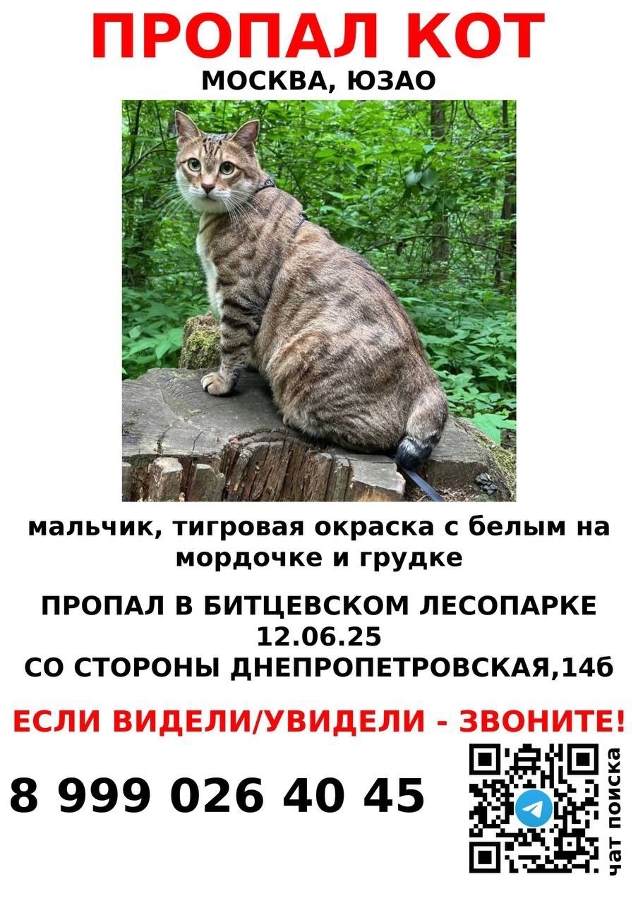 Пропала кошка в Москве — фото объявления