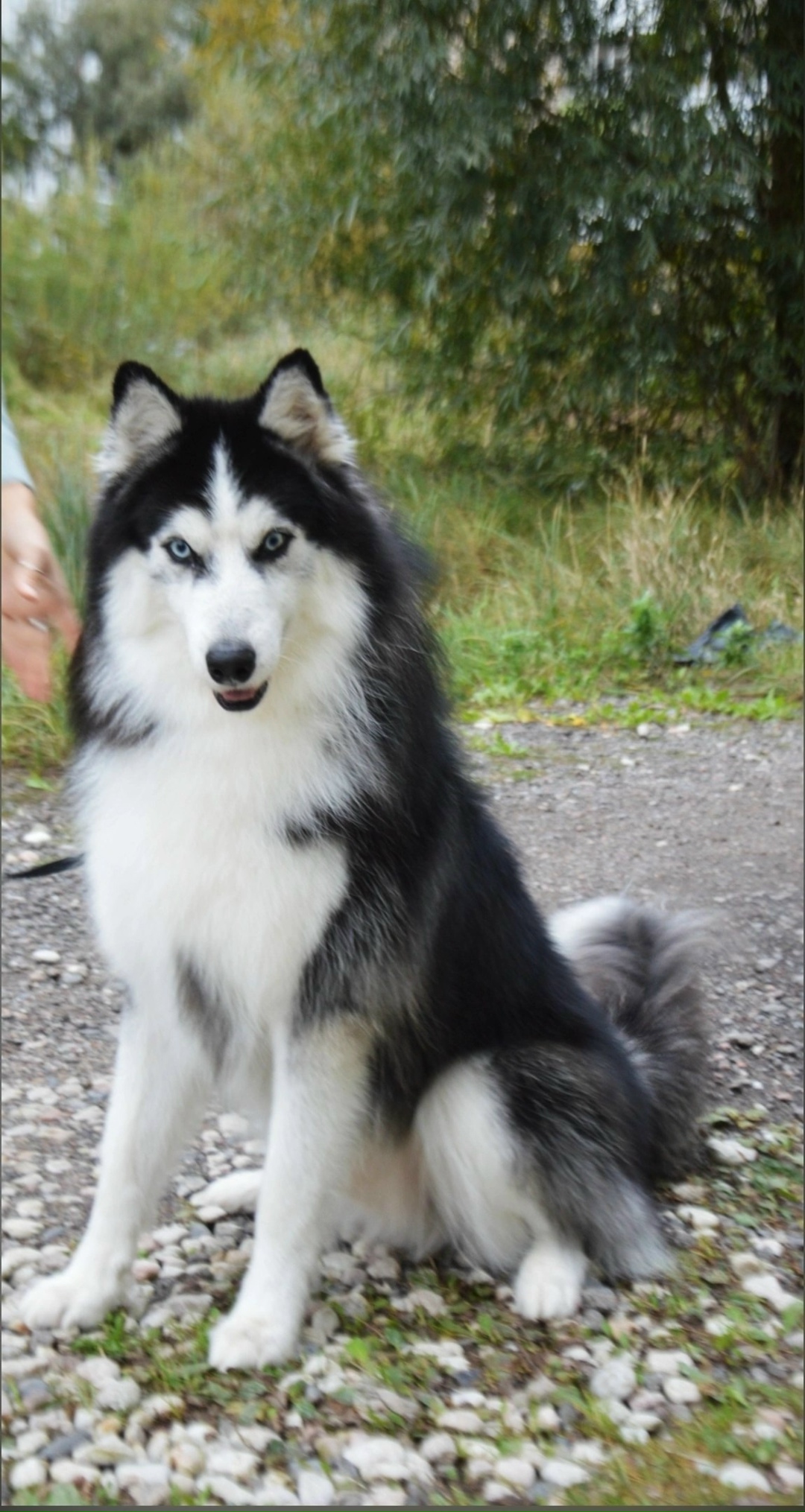 Пропала собака в Москве — фото объявления