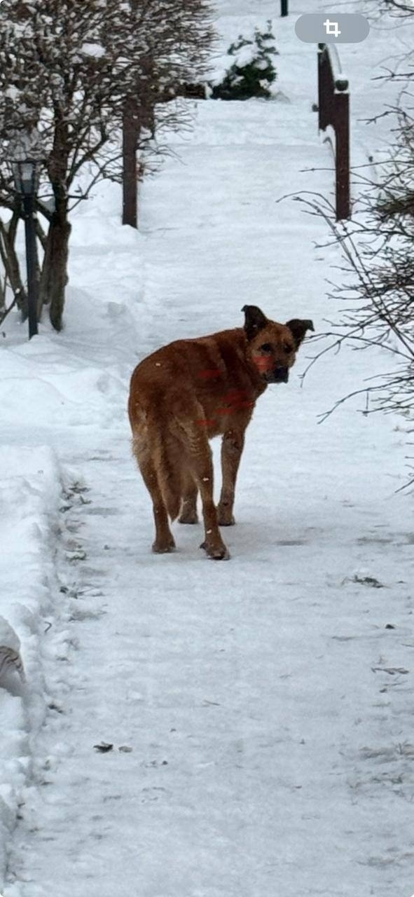 Пропала собака в Москве — фото объявления