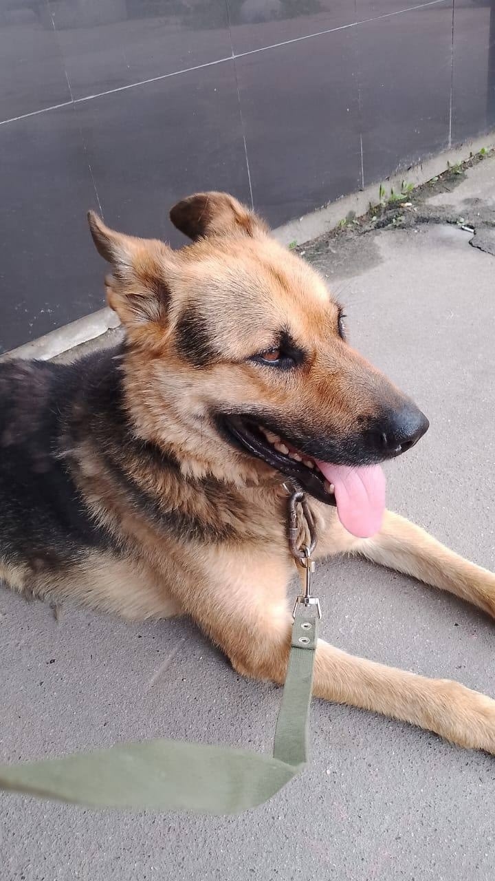 Найдена собака в Москве — фото объявления