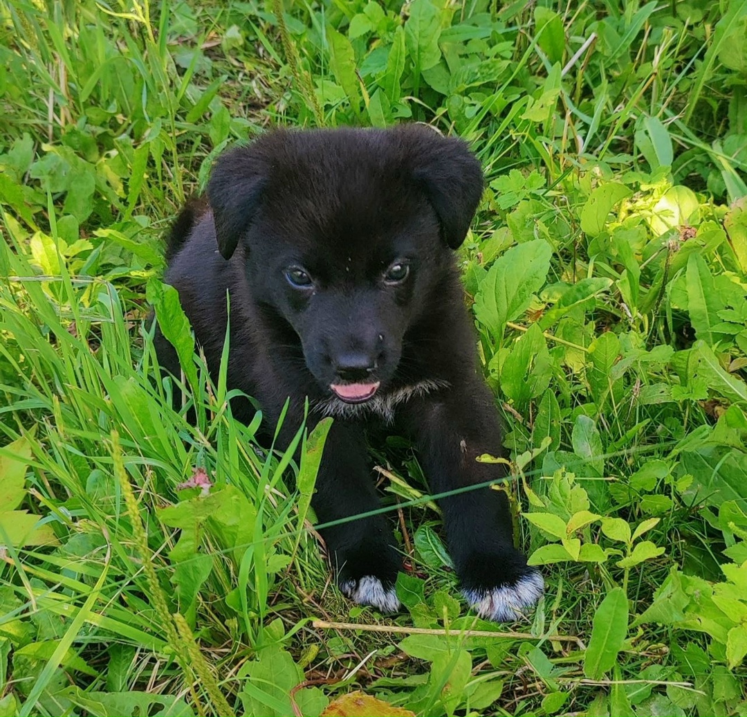 Найдена собака в Москве — фото объявления